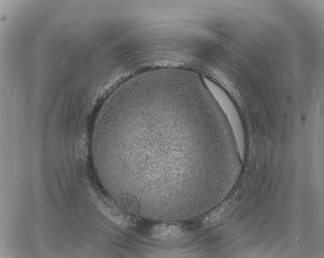 X0000064740354200602171713