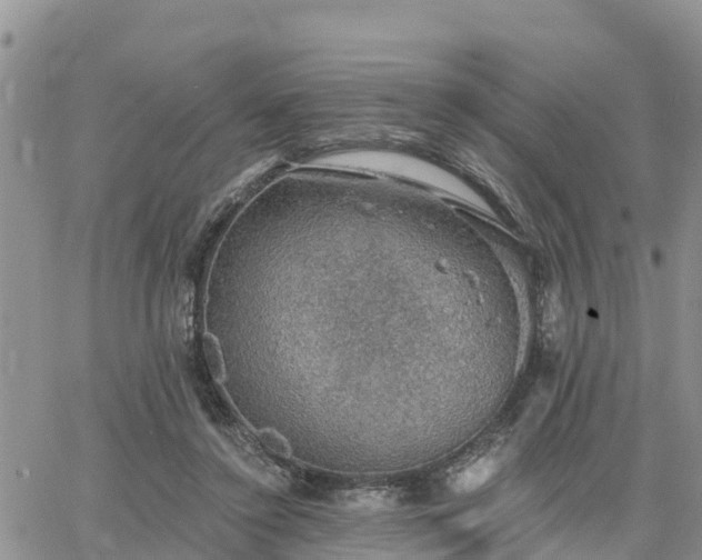 X0000064740356200602171713