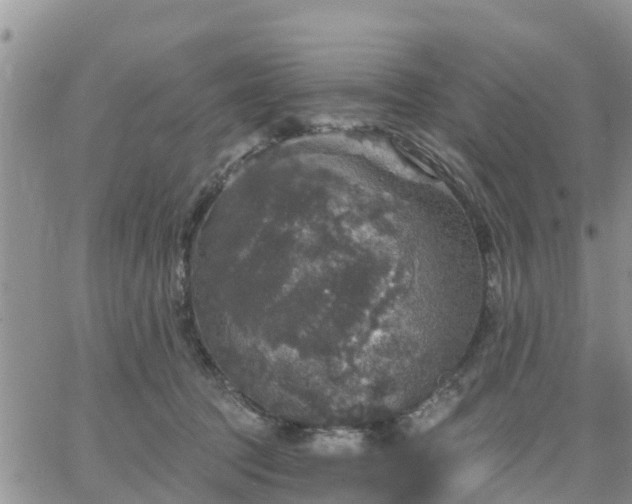 X0000064740369200602171713