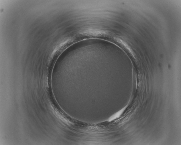 X0000064740399200602171712