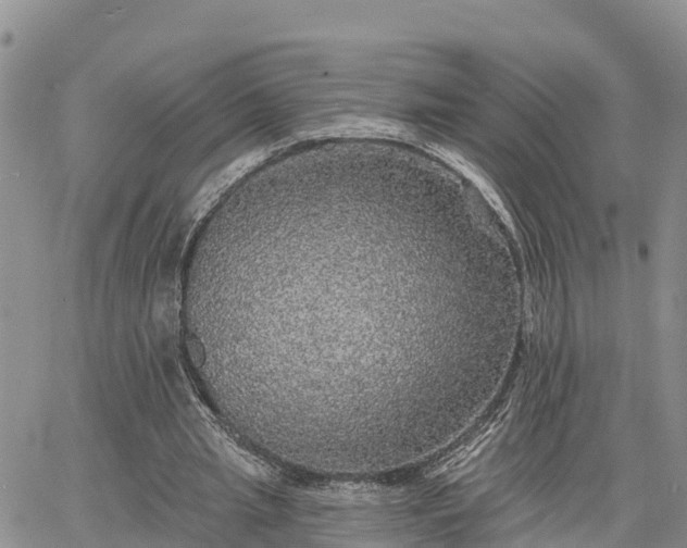 X0000064740437200602171711