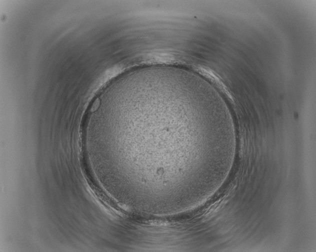 X0000064740439200602171711