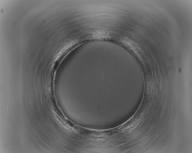 X0000064740443200602171711