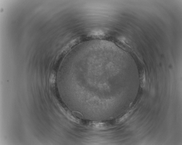 X0000064740472200602171712