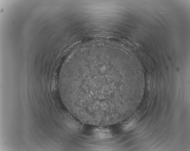 X0000064740515200602171711