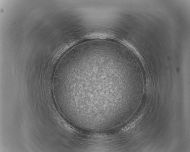 X0000064740529200602171710