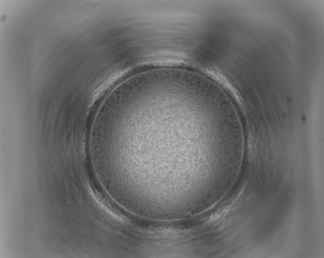 X0000064740533200602171710