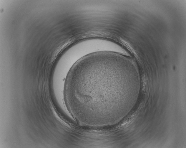 X0000064740538200602171710