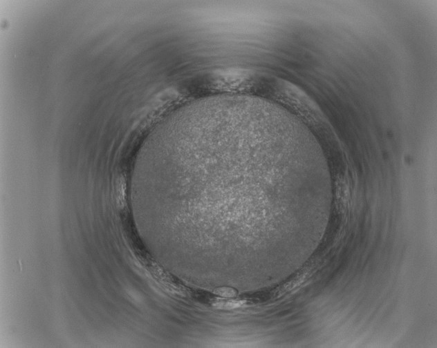 X0000064740602200602171709