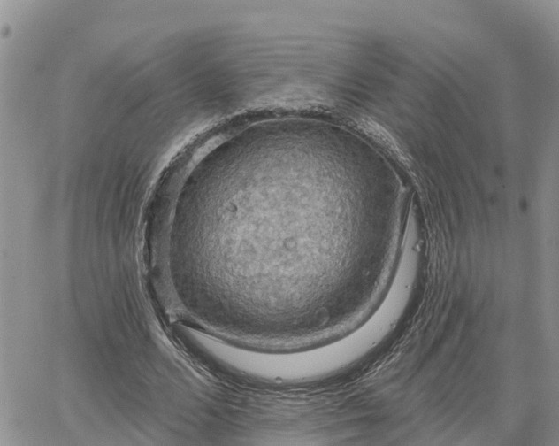 X0000064740680200602171708