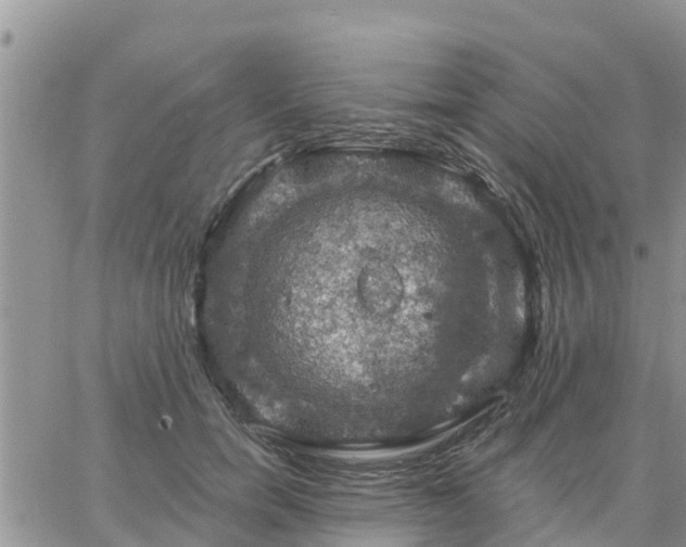 X0000064740750200602171707