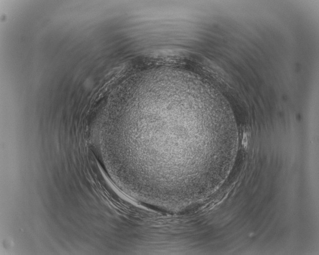 X0000064740771200602171706