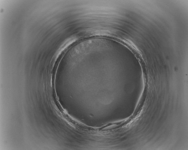 X0000064740790200602171706