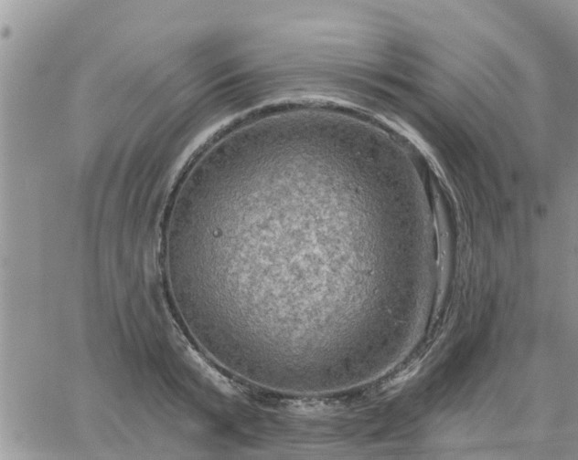 X0000064740799200602171706