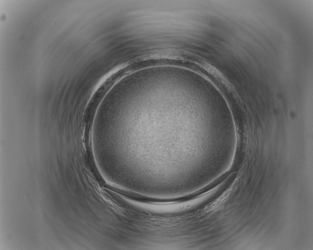 X0000064740830200602171705