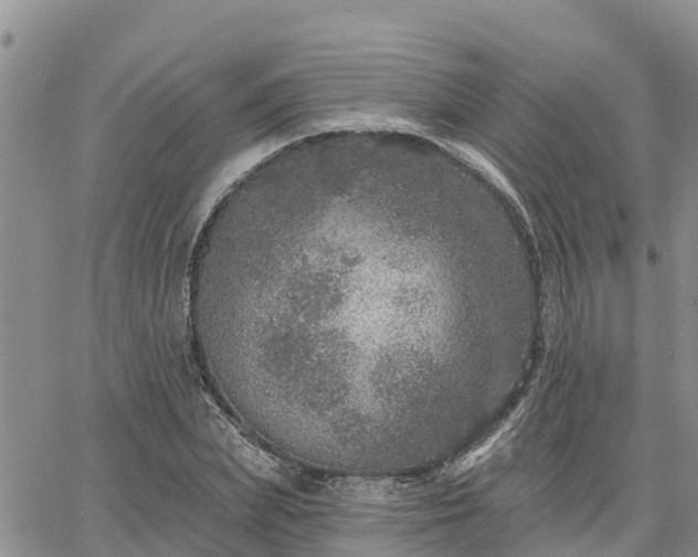 X0000064740831200602171705