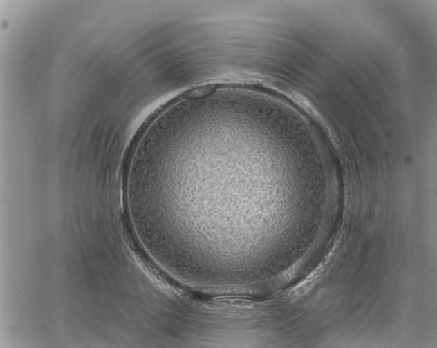 X0000064740838200602171705