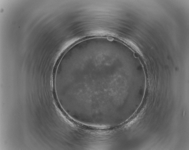 X0000064740839200602171705