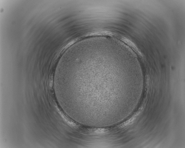 X0000064740841200602171705