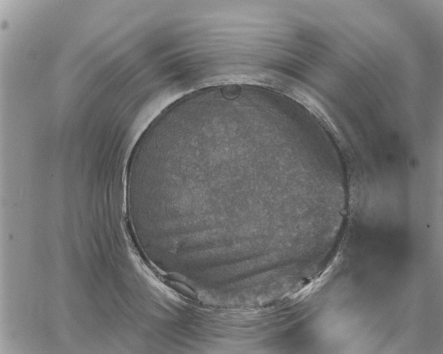 X0000064740844200602171705