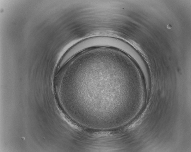 X0000064740846200602171705