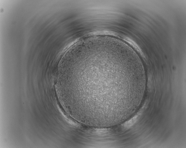 X0000064740849200602171705