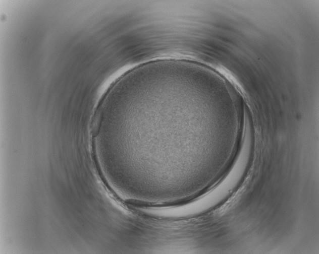 X0000064740854200602171705