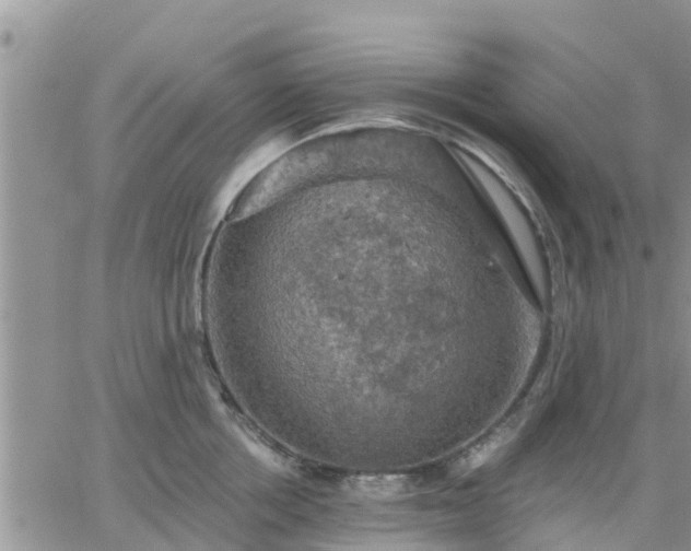 X0000064740858200602171705