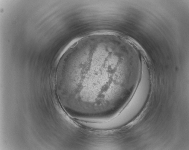 X0000064740860200602171705