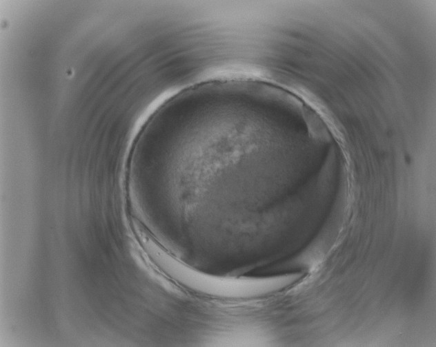 X0000064740864200602171706