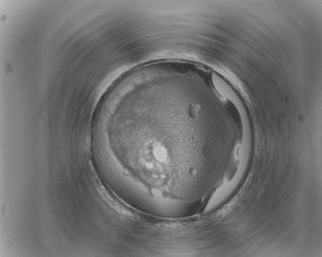 X0000064740896200602171704