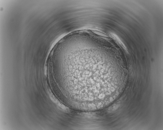 X0000064740900200602171704