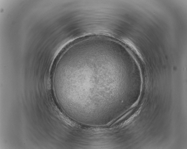 X0000064740924200602171703