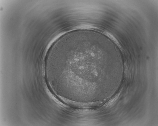 X0000064740939200602171703