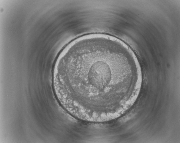 X0000064740950200602171704