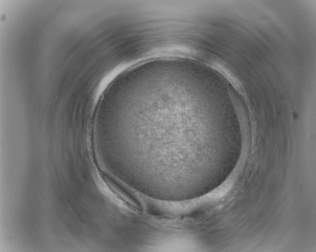 X0000064740960200602171704