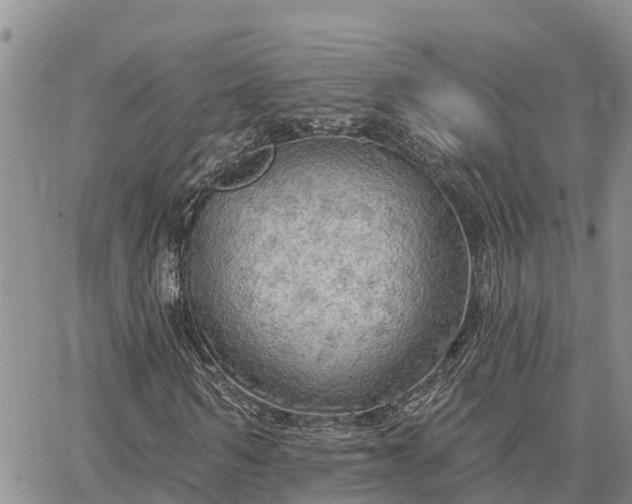 X0000064740962200602171703