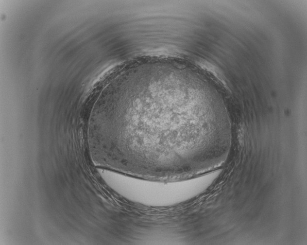 X0000064740968200602171703