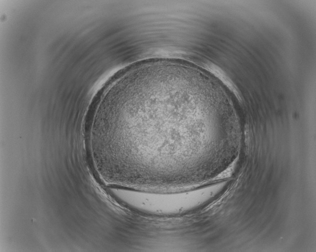 X0000064740972200602171703