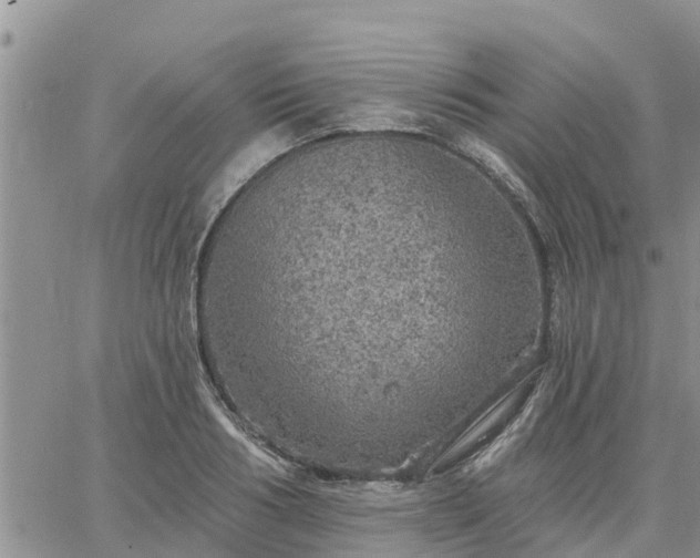 X0000064740986200602171703