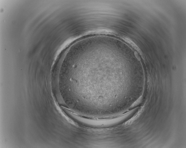 X0000064740989200602171702