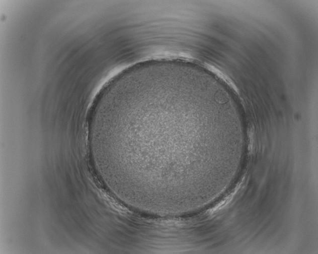 X0000064741021200602171702