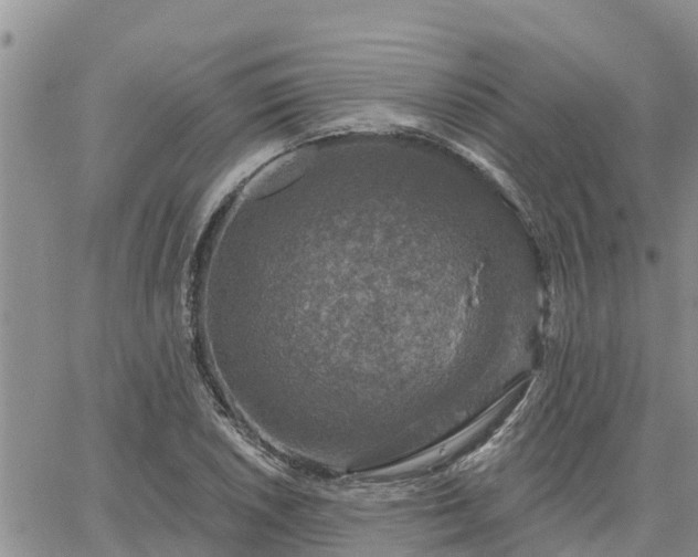 X0000064741026200602171702