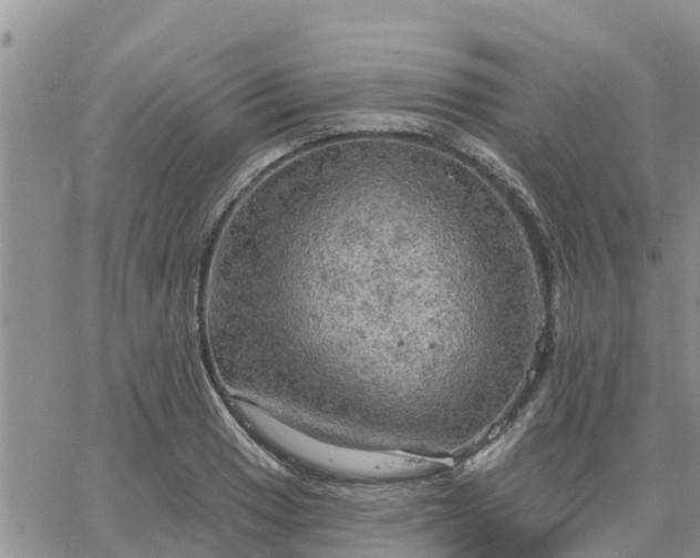 X0000064741033200602171702