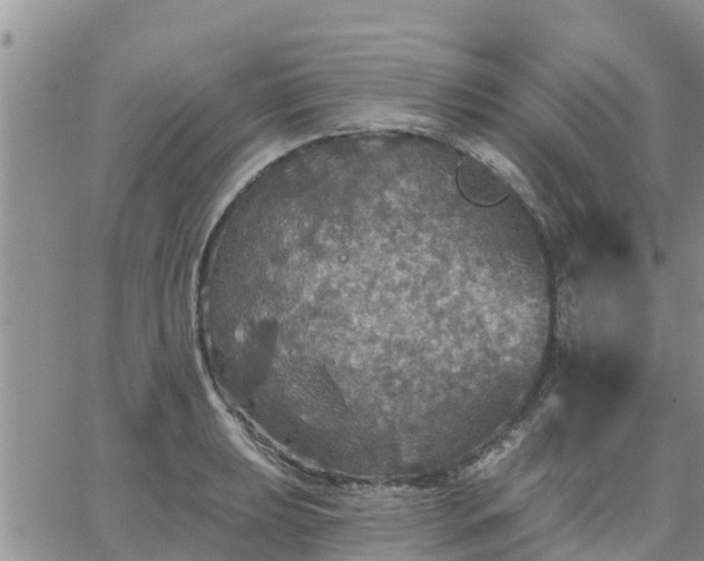 X0000064741039200602171702