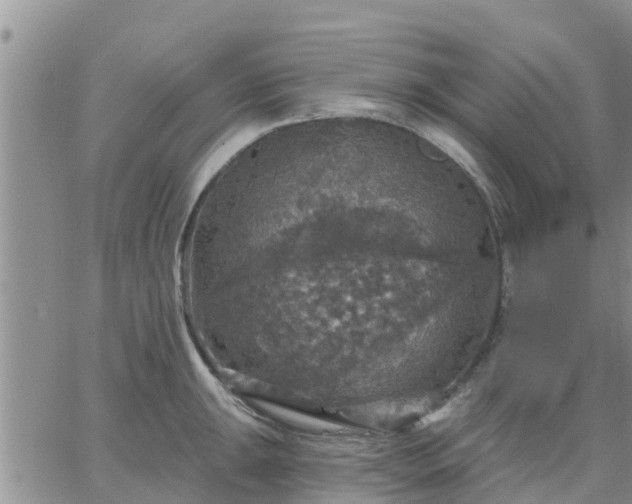 X0000064741047200602171702