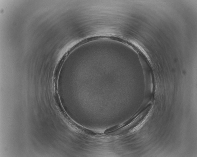 X0000064741077200602171701