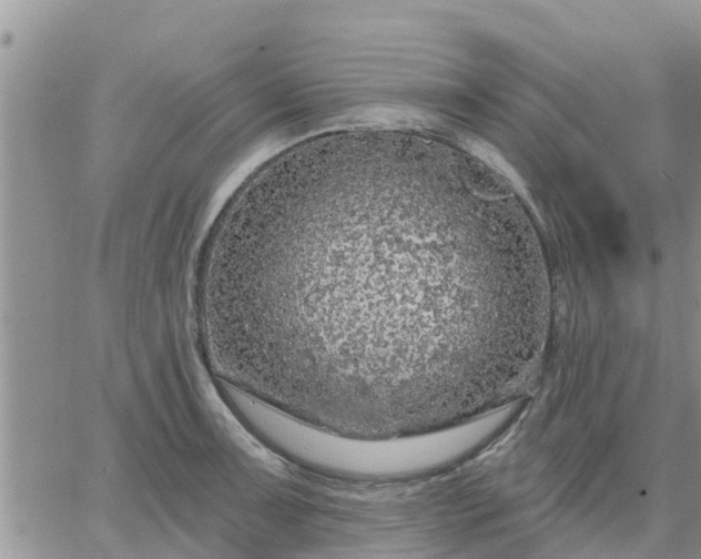 X0000064741091200602171701