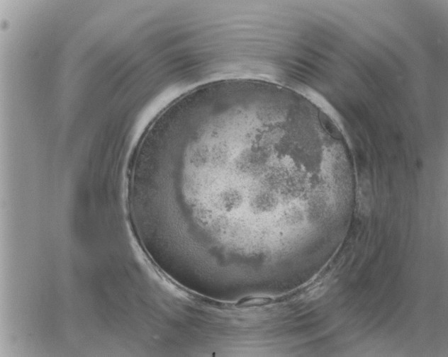 X0000064741096200602171701