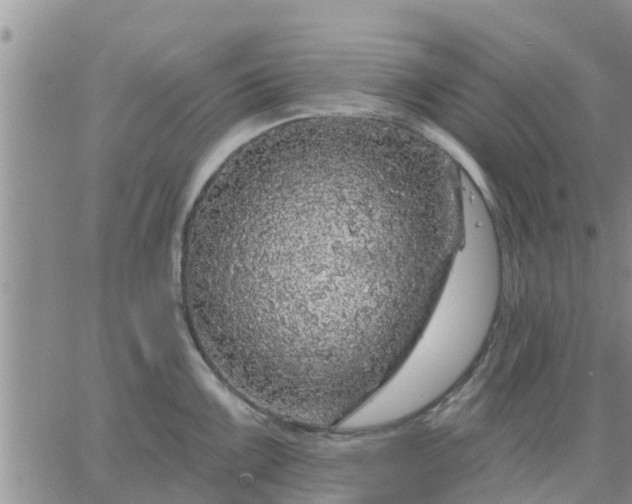 X0000064741099200602171701